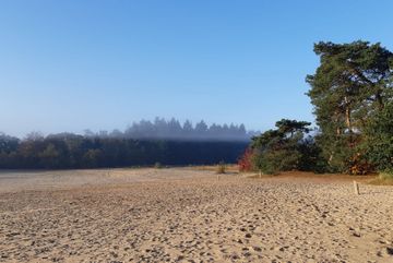 Nevel in de Soesterduinen Nevel in de Soesterduinen